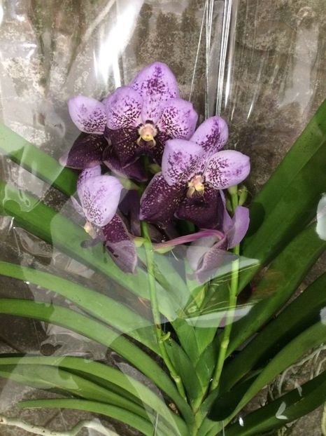 Vanda Two Tone Lavender - Vanda