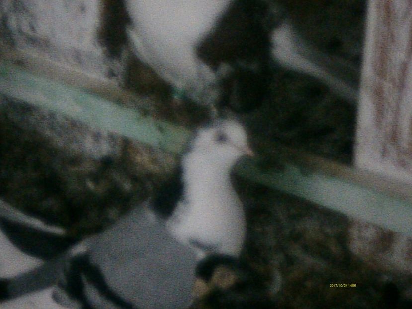  - galateni matca 2017