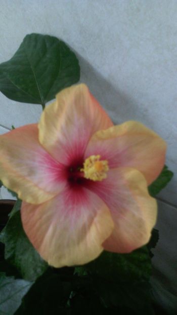 Oberon - HIBISCUS-2017