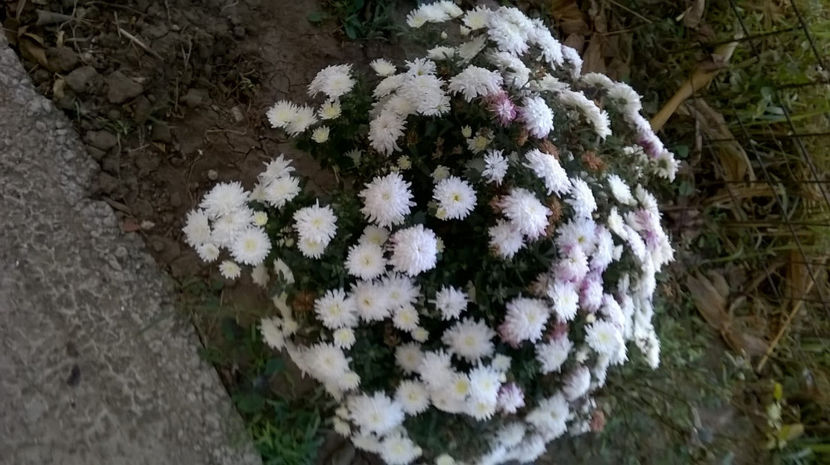  - Gradina si trandafirii 2017- IV