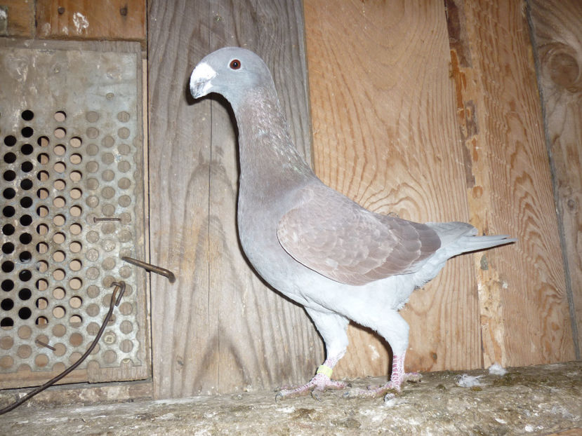 P1170495 - Pui 2016-2017-Germani si carunculati