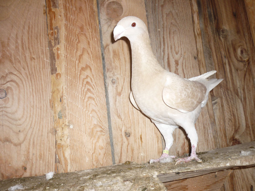 P1170497 - Pui 2016-2017-Germani si carunculati