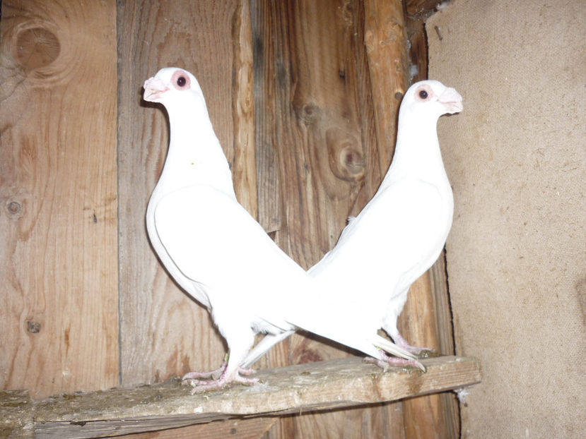 P1170509 - Pui 2016-2017-Germani si carunculati