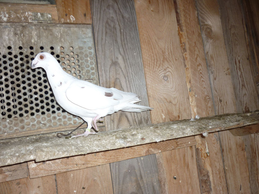 P1170515 - Pui 2016-2017-Germani si carunculati