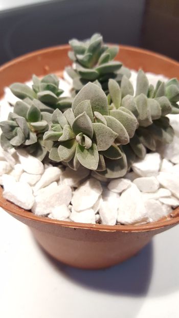  - Crassula coralita