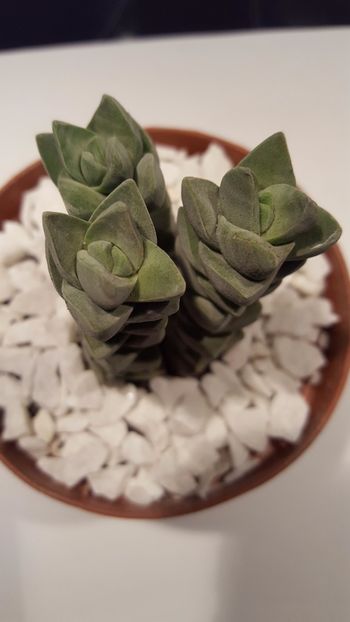  - Crassula Monglow