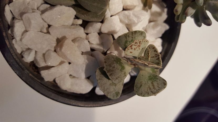  - Kalanchoe rhombopilosa