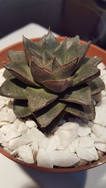  - Echeveria purpusorum N