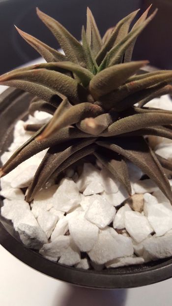  - Haworthia viscosa