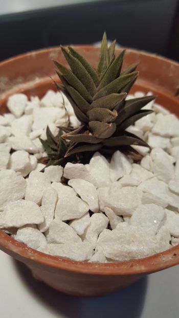  - Haworthia tortuosa