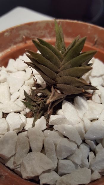  - Haworthia tortuosa