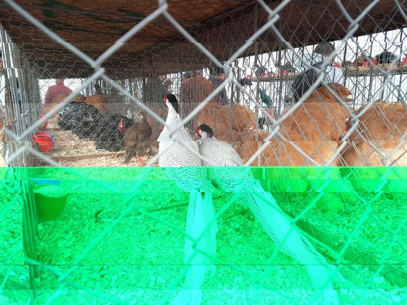 20171026_153628 - Copy - INDAGRA 2017