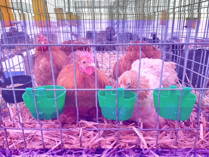 20171026_153737 - Copy - INDAGRA 2017