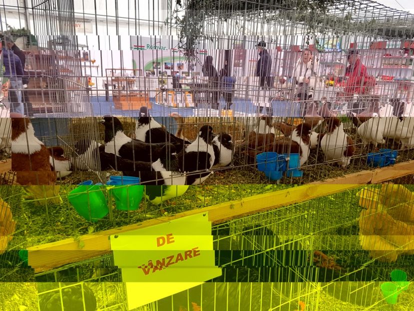 20171026_153749 - Copy - INDAGRA 2017