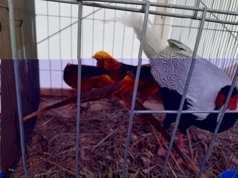 20171026_161022 - Copy - INDAGRA 2017