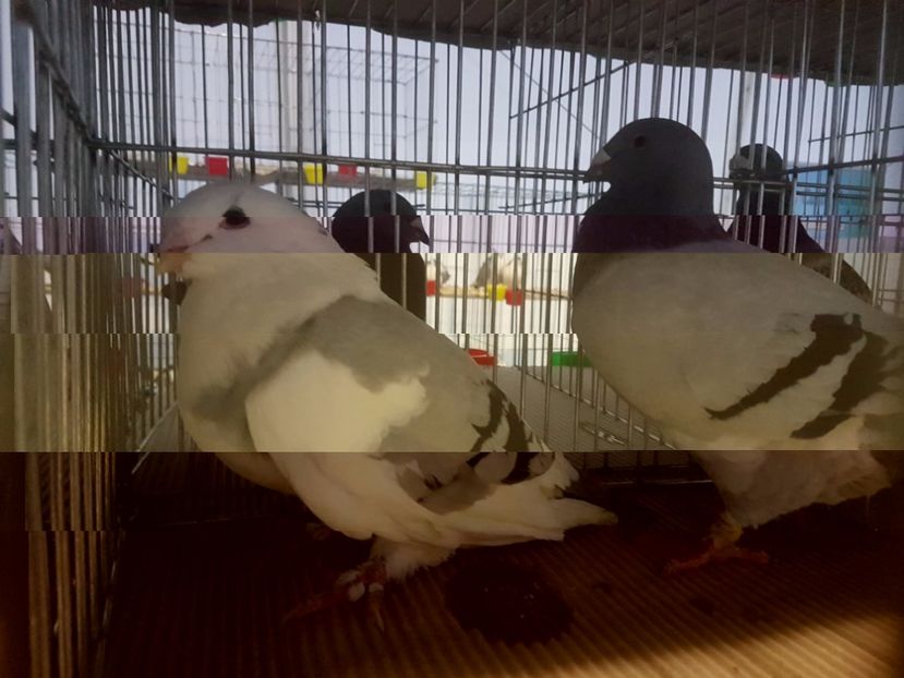  - 27 oct 2017 INDAGRA porumbeii mei