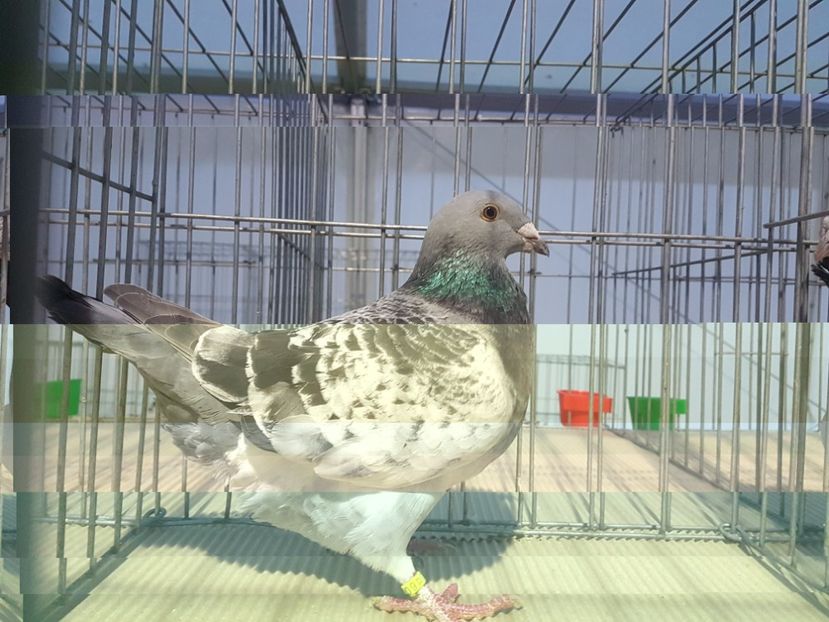  - 27 oct 2017 INDAGRA porumbeii mei