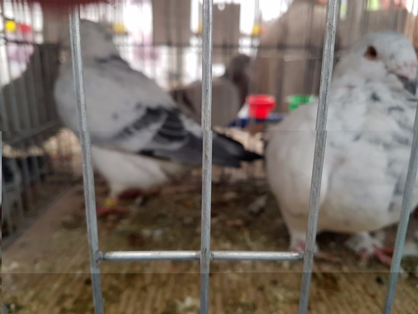  - 27 oct 2017 INDAGRA porumbeii mei