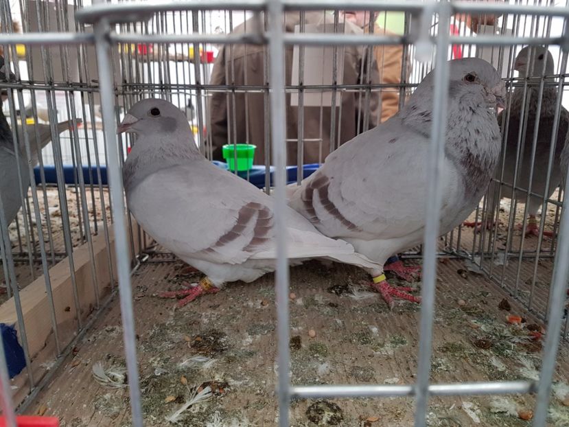  - 27 oct 2017 INDAGRA porumbeii mei