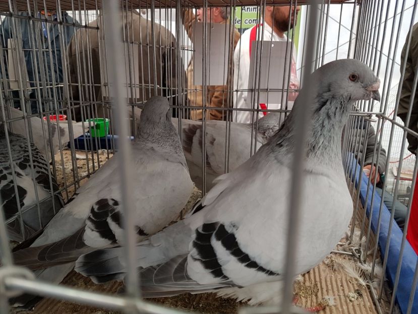  - 27 oct 2017 INDAGRA porumbeii mei