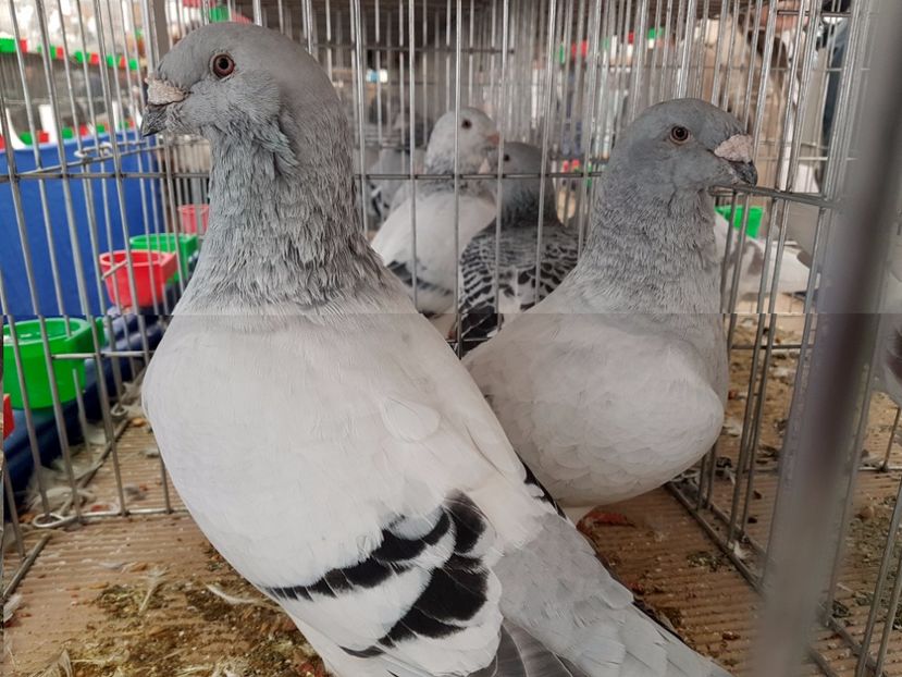  - 27 oct 2017 INDAGRA porumbeii mei