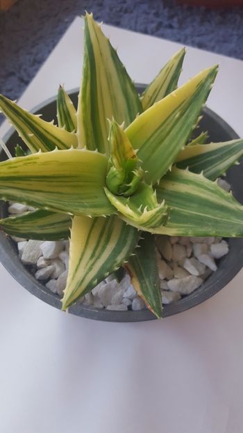  - Aloe mitriformis variegata