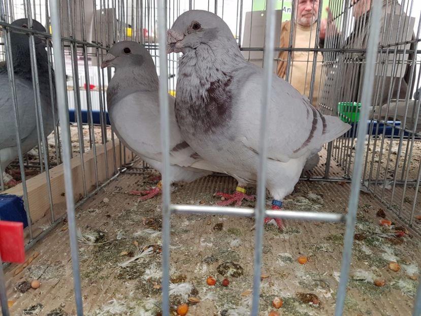  - 27 oct 2017 INDAGRA porumbeii mei