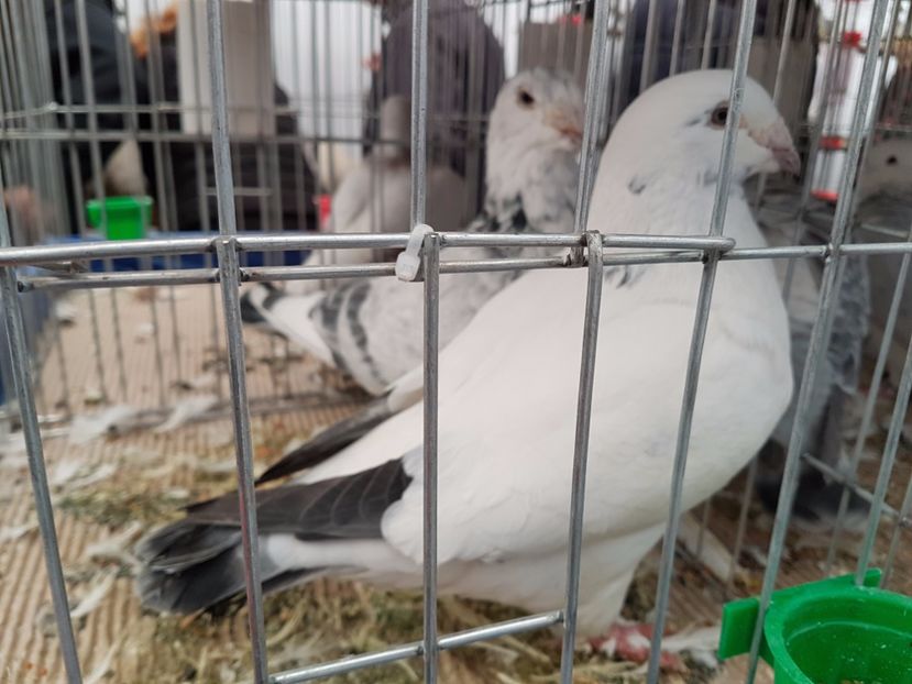  - 27 oct 2017 INDAGRA porumbeii mei