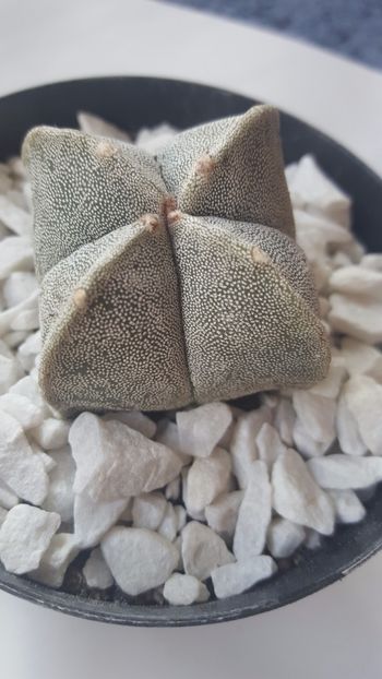  - Astrophytum myriostigma quadricostatum