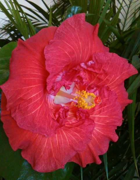  - Hibiscus Hot Ticket