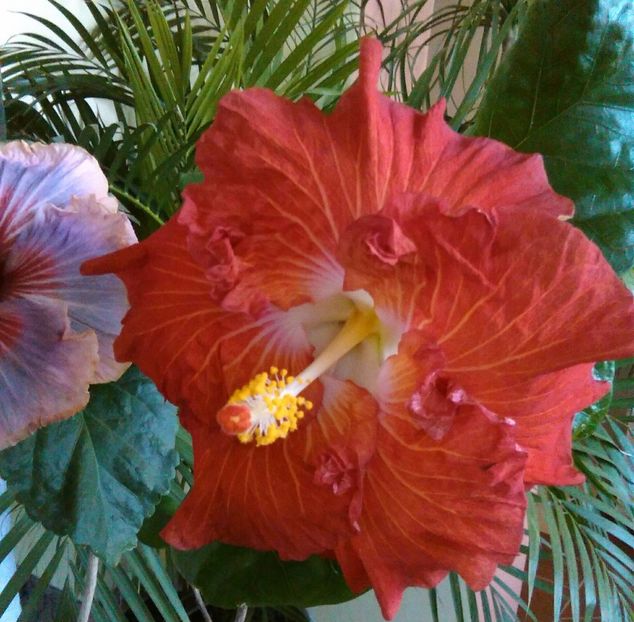  - Hibiscus Hot Ticket