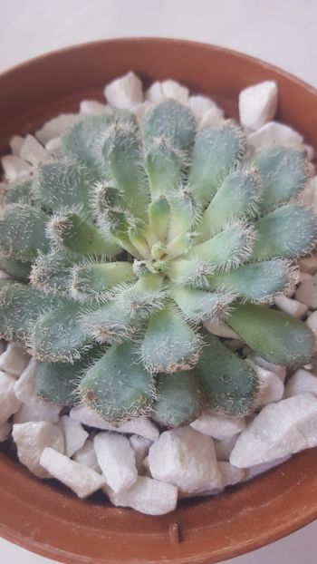  - Echeveria setosa deminuta N