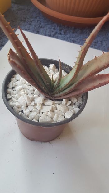  - Aloe suprafoliata