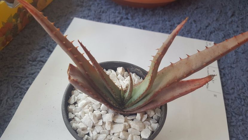  - Aloe suprafoliata