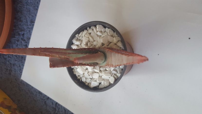  - Aloe suprafoliata