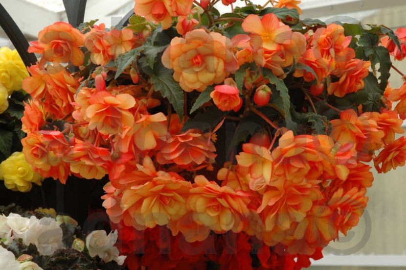  - Begonia curgatoare pendula x tuberhybrida Chanson Orange Yellow Bicolour