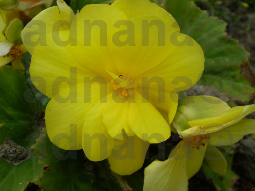  - Begonia curgatoare pendula x tuberhybrida Chanson Orange Yellow Bicolour