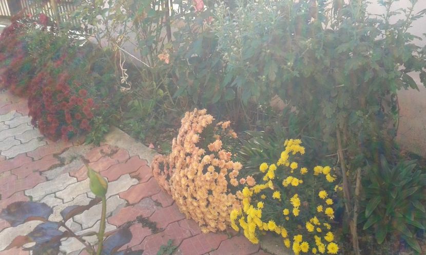 Crizanteme 2017 - Popa