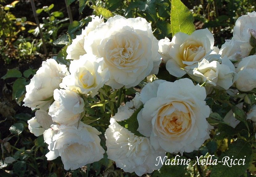 Nadine-Xella-Ricci - foto net - Nadine Xella Ricci