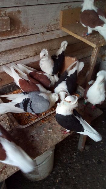  - pescarusi germani tip vechi