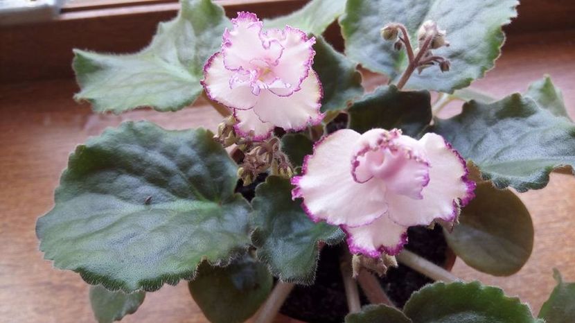  - ZZZ_Raspberry Crisp standard devenita sport