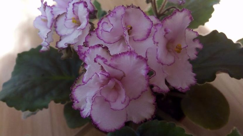  - ZZZ_Raspberry Crisp standard devenita sport