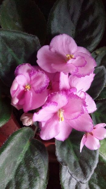  - Z____Rhapsodie Michelle