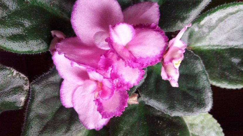  - Z____Rhapsodie Michelle