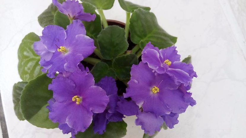  - Z____Podvenechnaia sport out