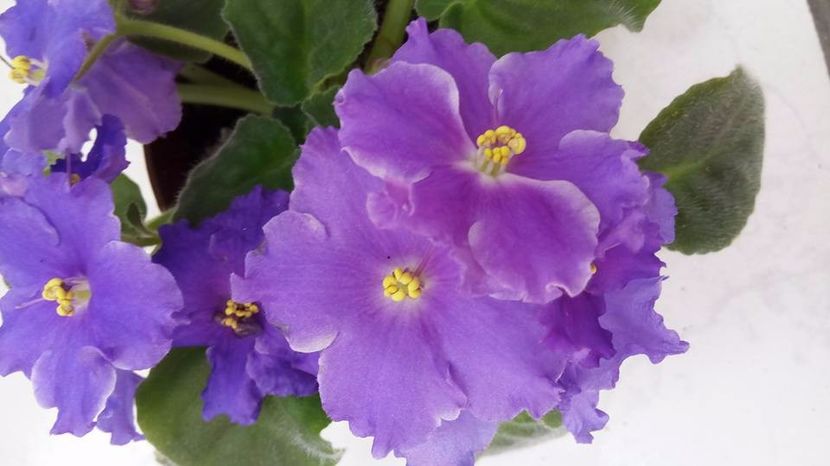 20620761_222405741620579_7371521340138396814_n (1) - Z____Podvenechnaia sport out