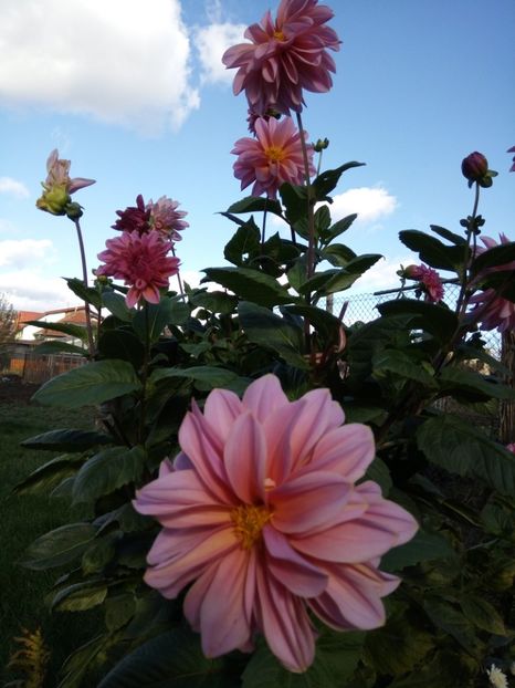 27.oct.017 - Flori de gradina 2017