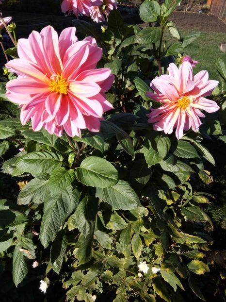  - Flori de gradina 2017