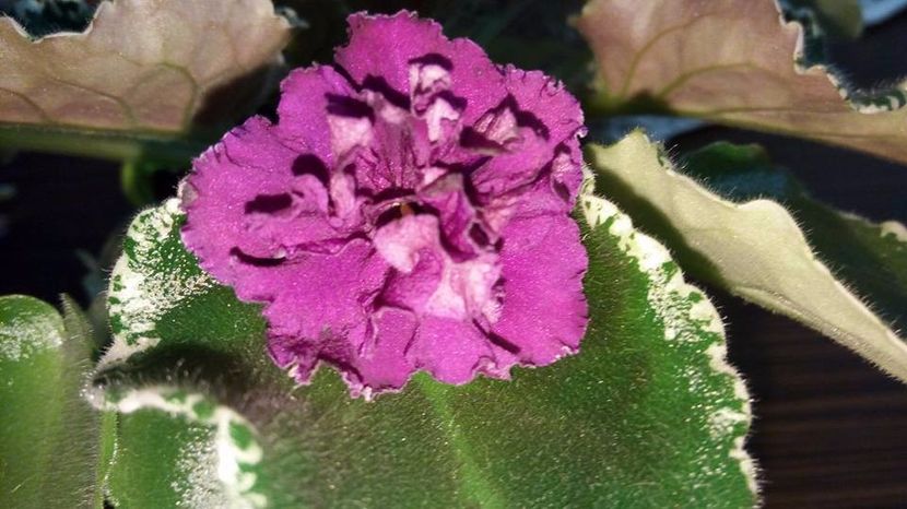  - ZZZ____EK Moulin Rouge