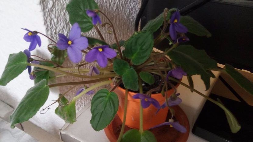  - Z___Tongwensis out of collection